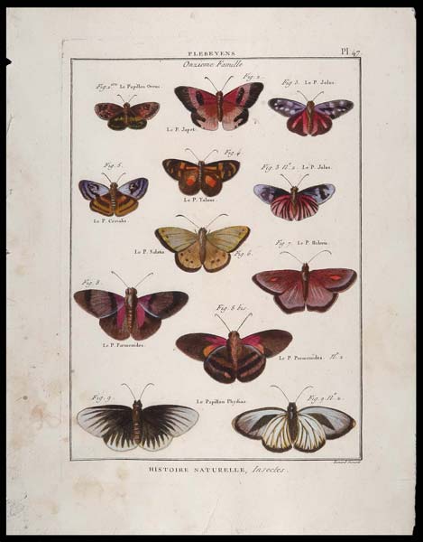 stampa antica papillons benard