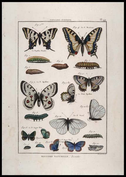 stampa antica papillons benard