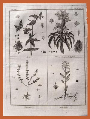 stampa antica originale botanica