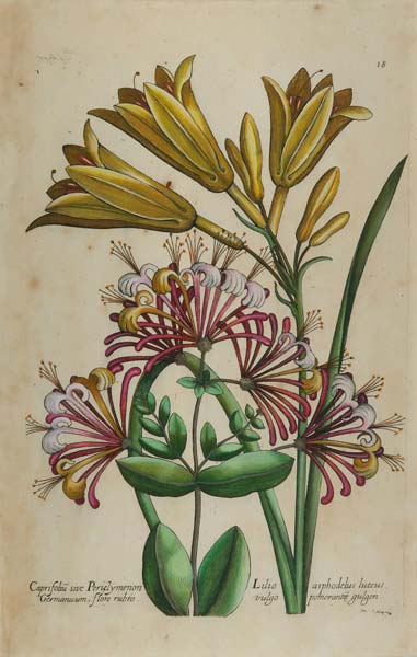stampa antica caprifolium de bry