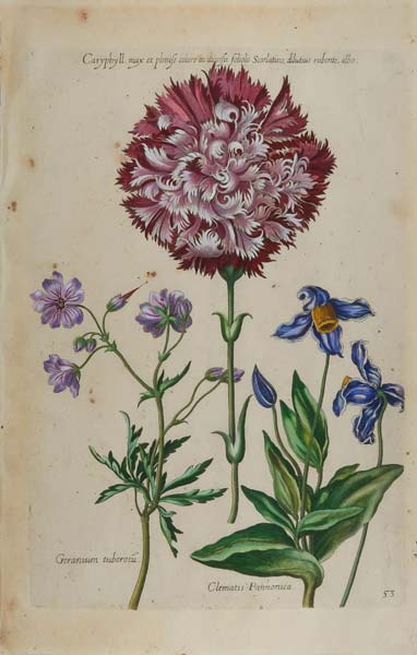 stampa antica garofano de bry
