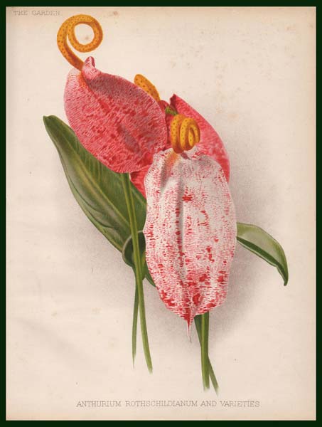 stampa antica anthurium rothschildianum garden