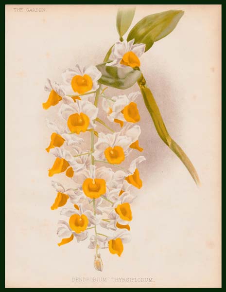 stampa antica dendrobium thyrsiflorum garden