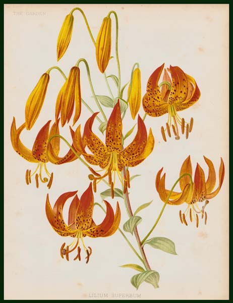stampa antica lilium superbum garden