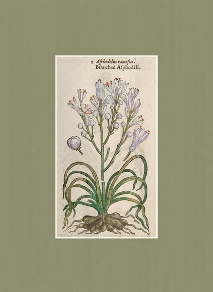 stampa antica asphodelus ramosus gerard