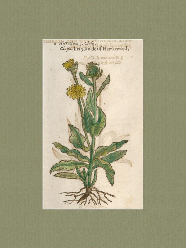 stampa antica hieracium gerard