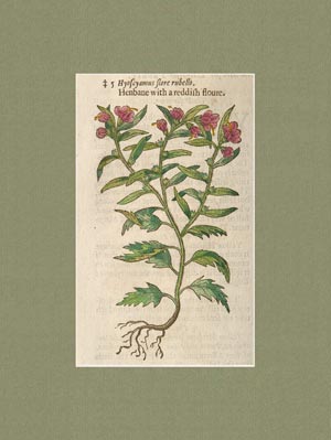 stampa antica hyoscyamus flore rubello