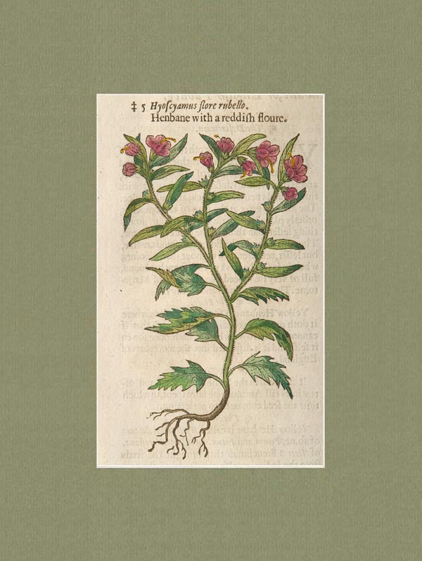 stampa antica hyoscyamus flore rubello gerard