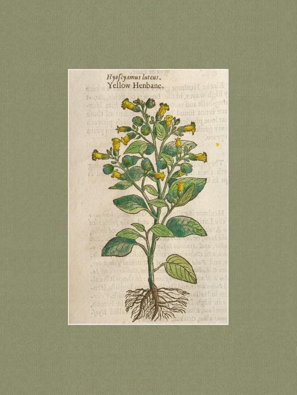 stampa antica hyoscyamus luteus gerard