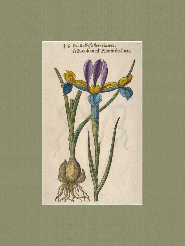 stampa antica iris bulbosa gerard