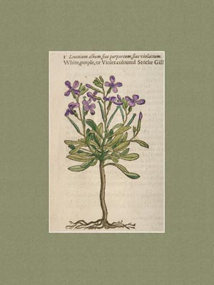 stampa antica leucoium violaceum