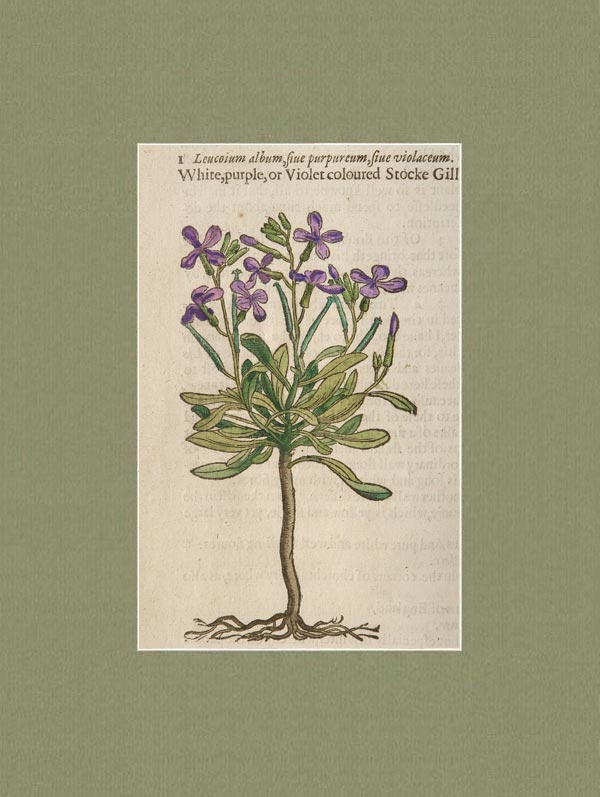 stampa antica leucoium violaceum gerard