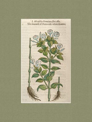 stampa antica mirabilia peruviana flore albo