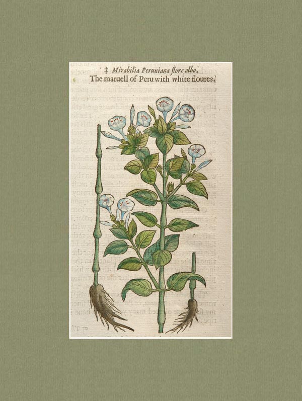 stampa antica mirabilia peruviana flore albo gerard