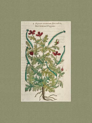 stampa antica papaver cornutum flore rubro