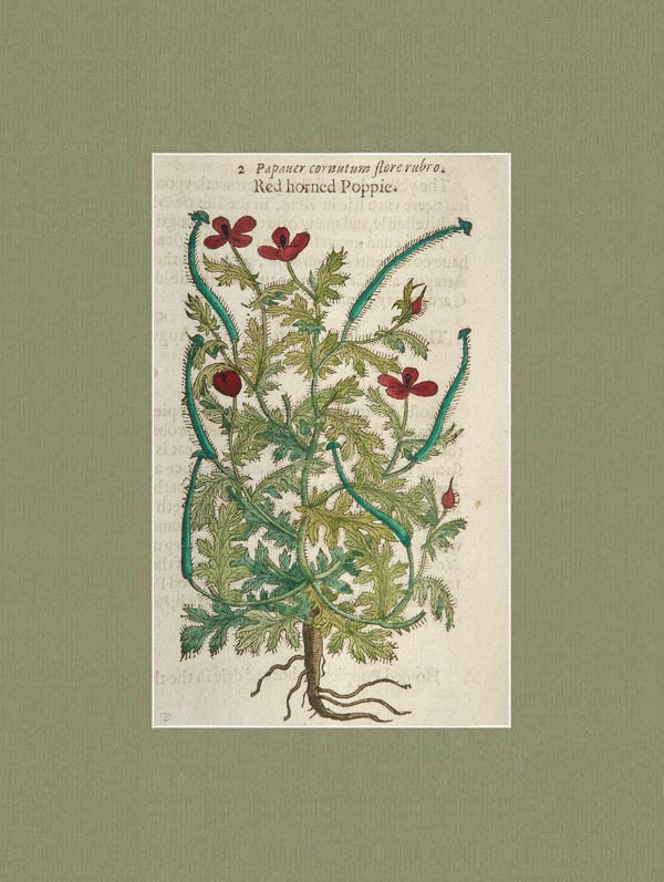 stampa antica papaver cornutum flore rubro mariana gerard