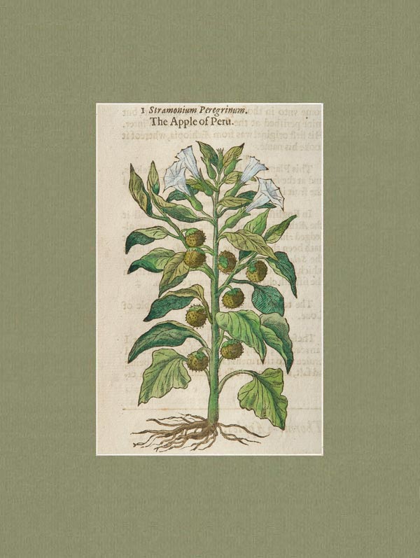 stampa antica stramonium peregrinum gerard