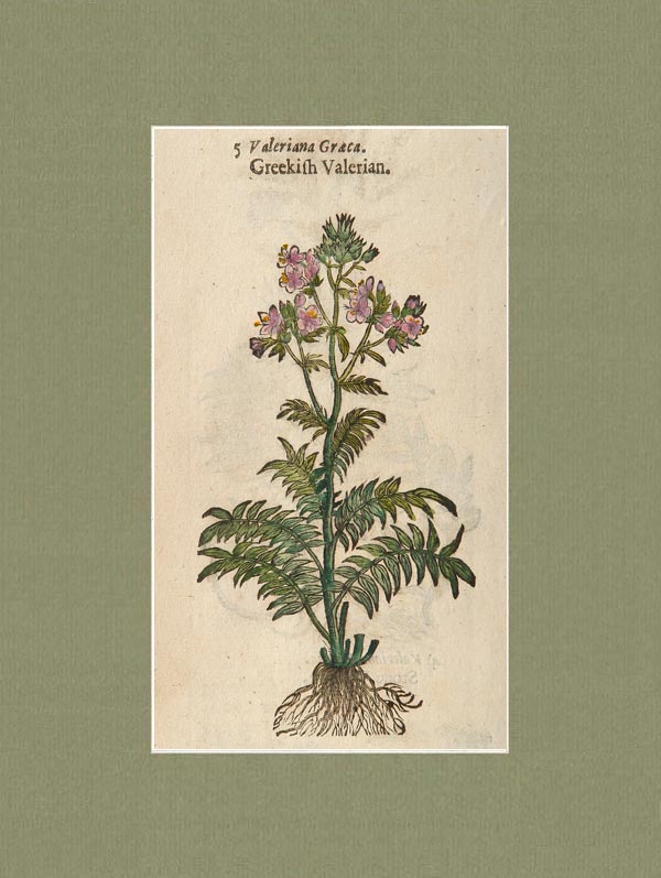 stampa antica valeriana graeca gerard