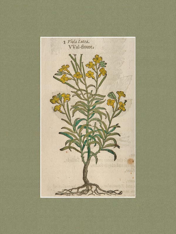 stampa antica valeriana graeca gerard