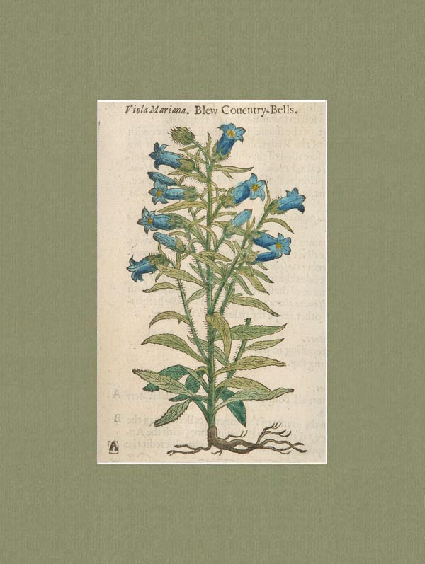 stampa antica viola mariana gerard