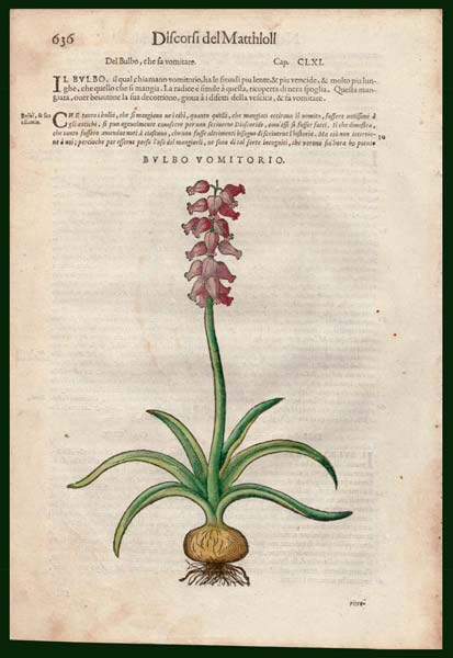 stampa antica bulbo vomitorio mattioli