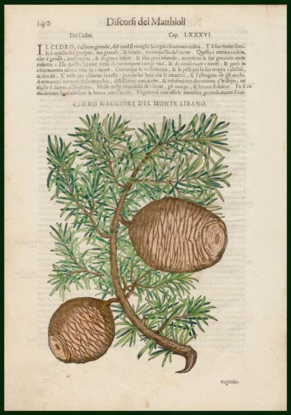stampa antica cedro maggiore libano mattioli