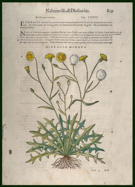 stampa antica hieracio minore mattioli