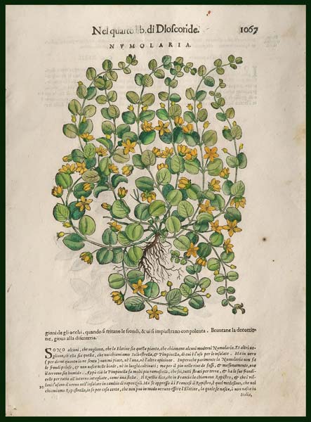 stampa antica numolaria mattioli