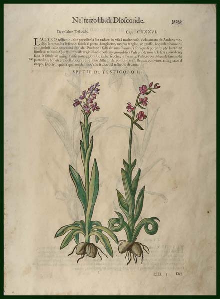 stampa antica orchidee mattioli