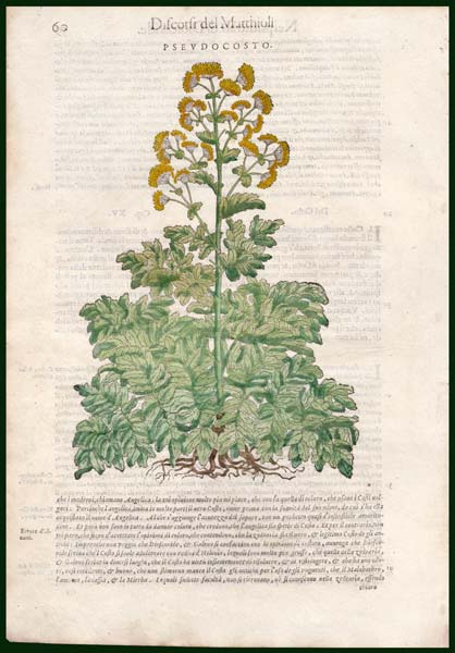 stampa antica pseudocosto mattioli
