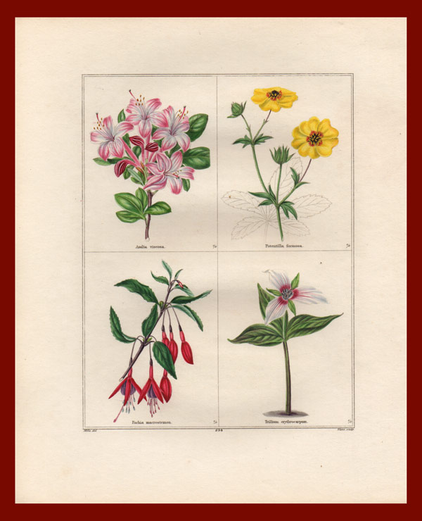 stampa antica fiori maund