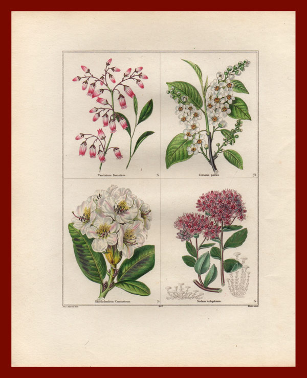 stampa antica fiori maund