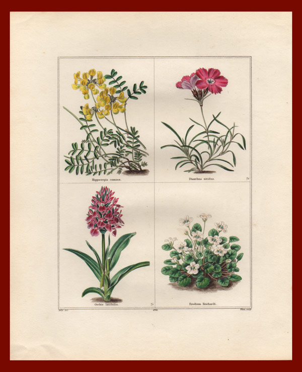 stampa antica fiori maund
