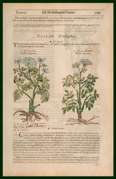 stampa antica angelica sylvestris