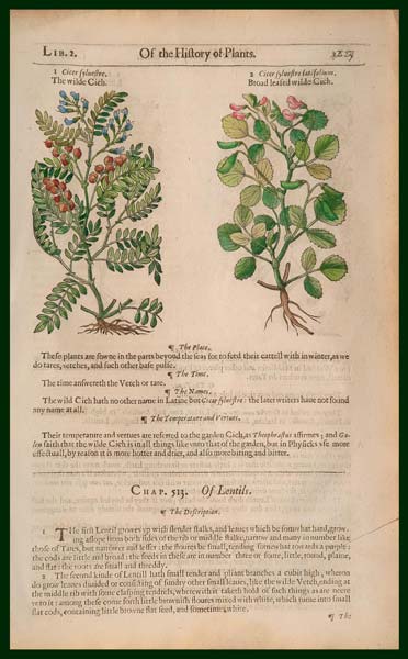 stampa antica cece selvatico