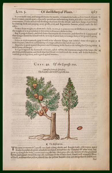 stampa antica cipresso