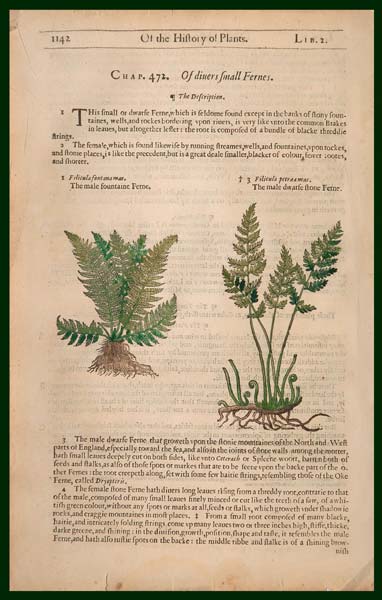 stampa antica felci