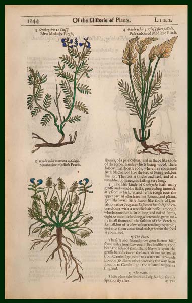 stampa antica onobrychis