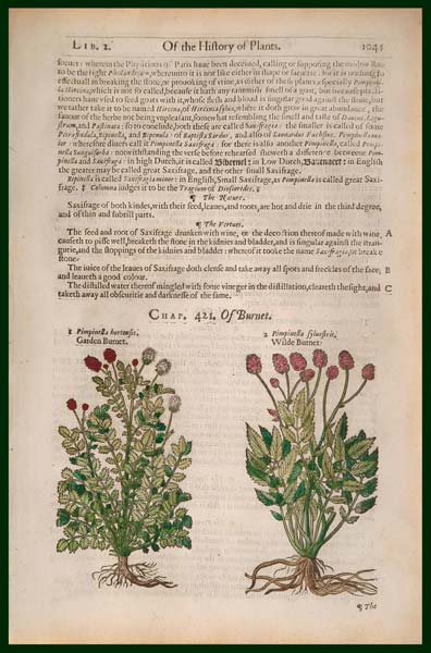 stampa antica sanguisorba