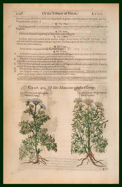 stampa antica siler montanum