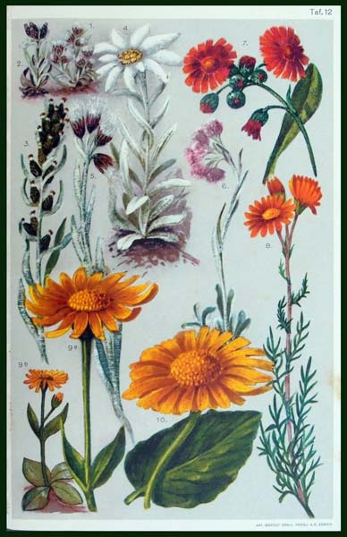 stampa antica fiori montagna