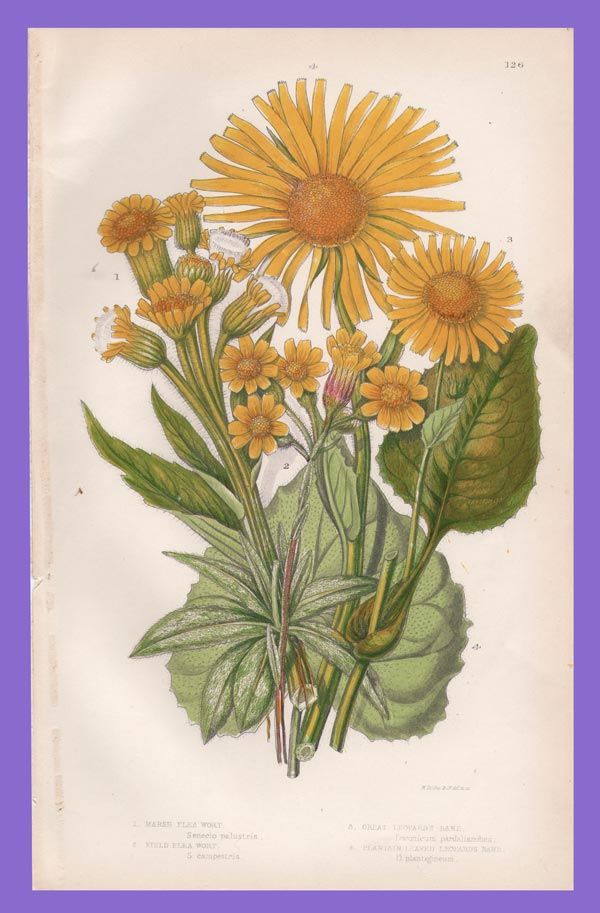 stampa antica fiori pratt