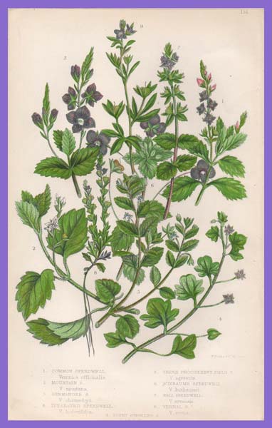 stampa antica fiori veronica