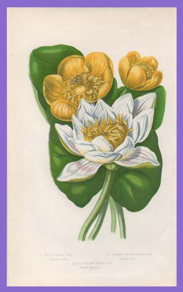 stampa antica fiori ninfea