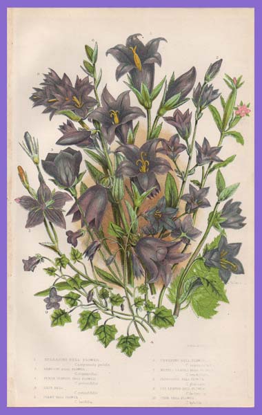 stampa antica fiori campanule