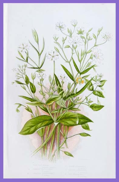 stampa antica fiori stellarie