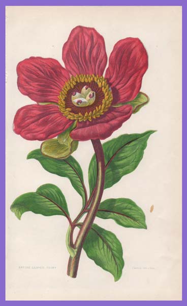 stampa antica fiori peonia