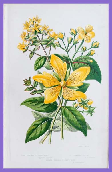 stampa antica hipericum pratt