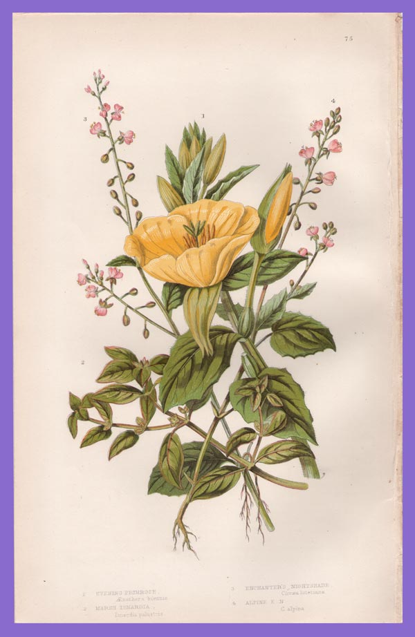 stampa antica fiori