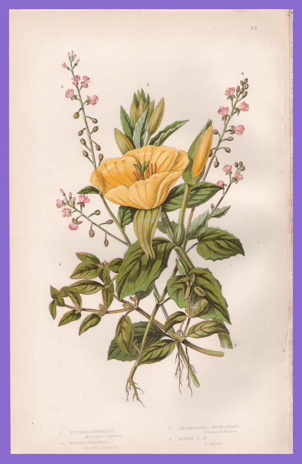 stampa antica fiore Enagra